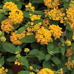 Lantana